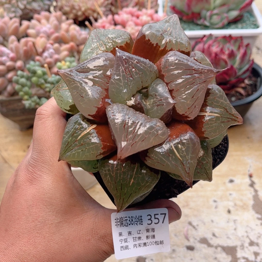 357水晶寿德华多肉
