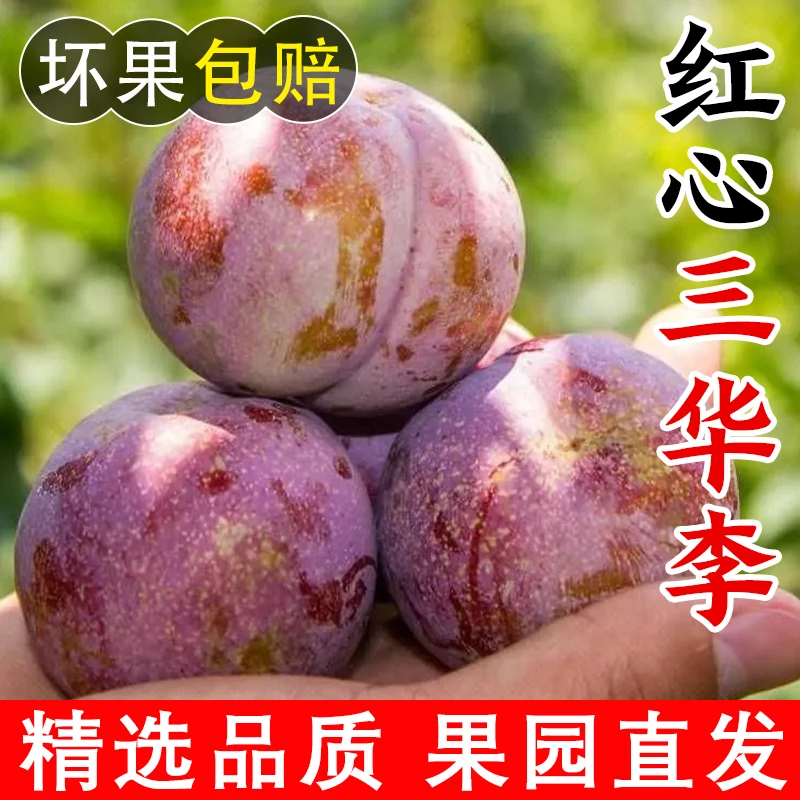 正宗钱排新鲜红肉脆李三华李新鲜现摘果园高山大果当季酸水果爽口