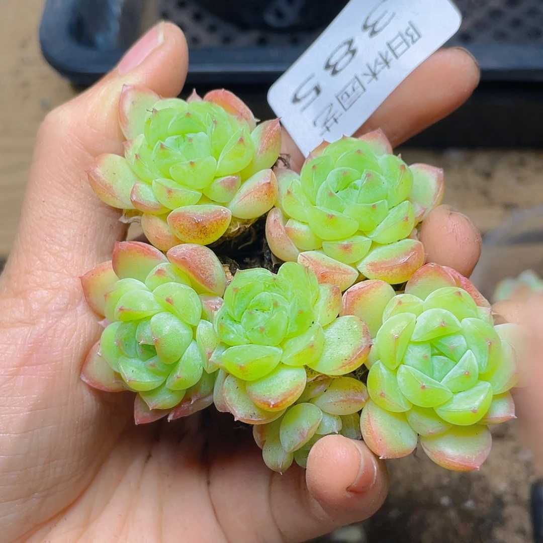 多肉植物多肉植物385