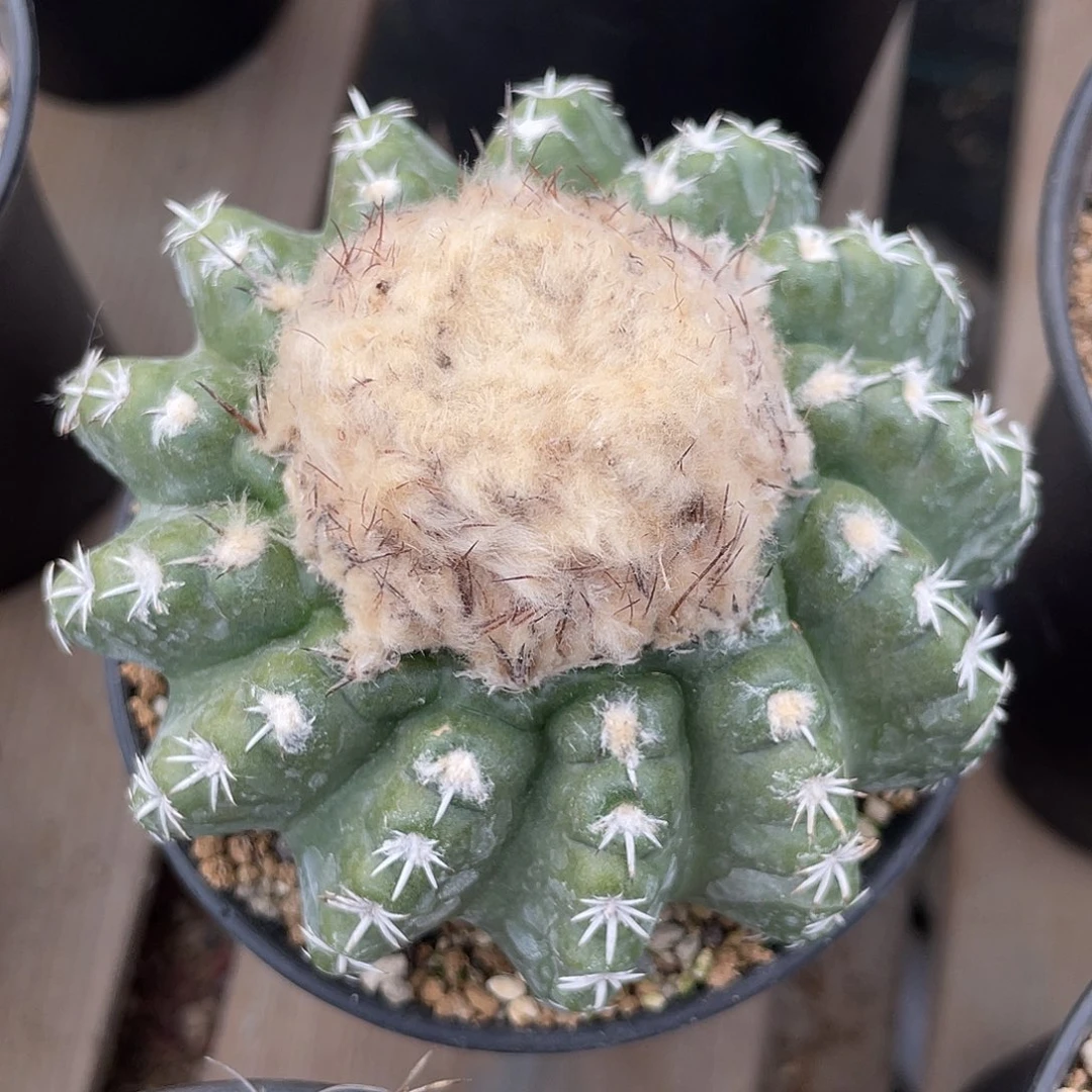 仙人球奇特圆盘实生9厘米