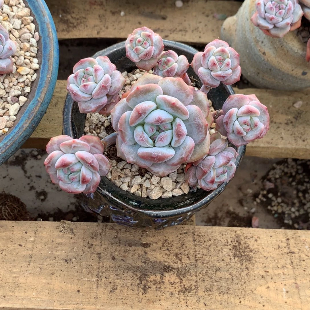 石榴籽小脸给花花