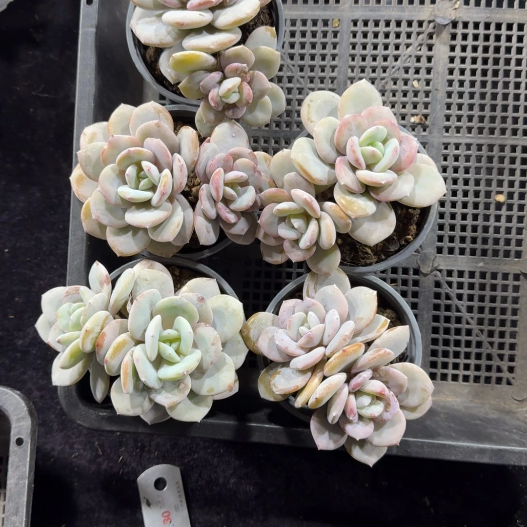 一物一拍奶茶97号5颗