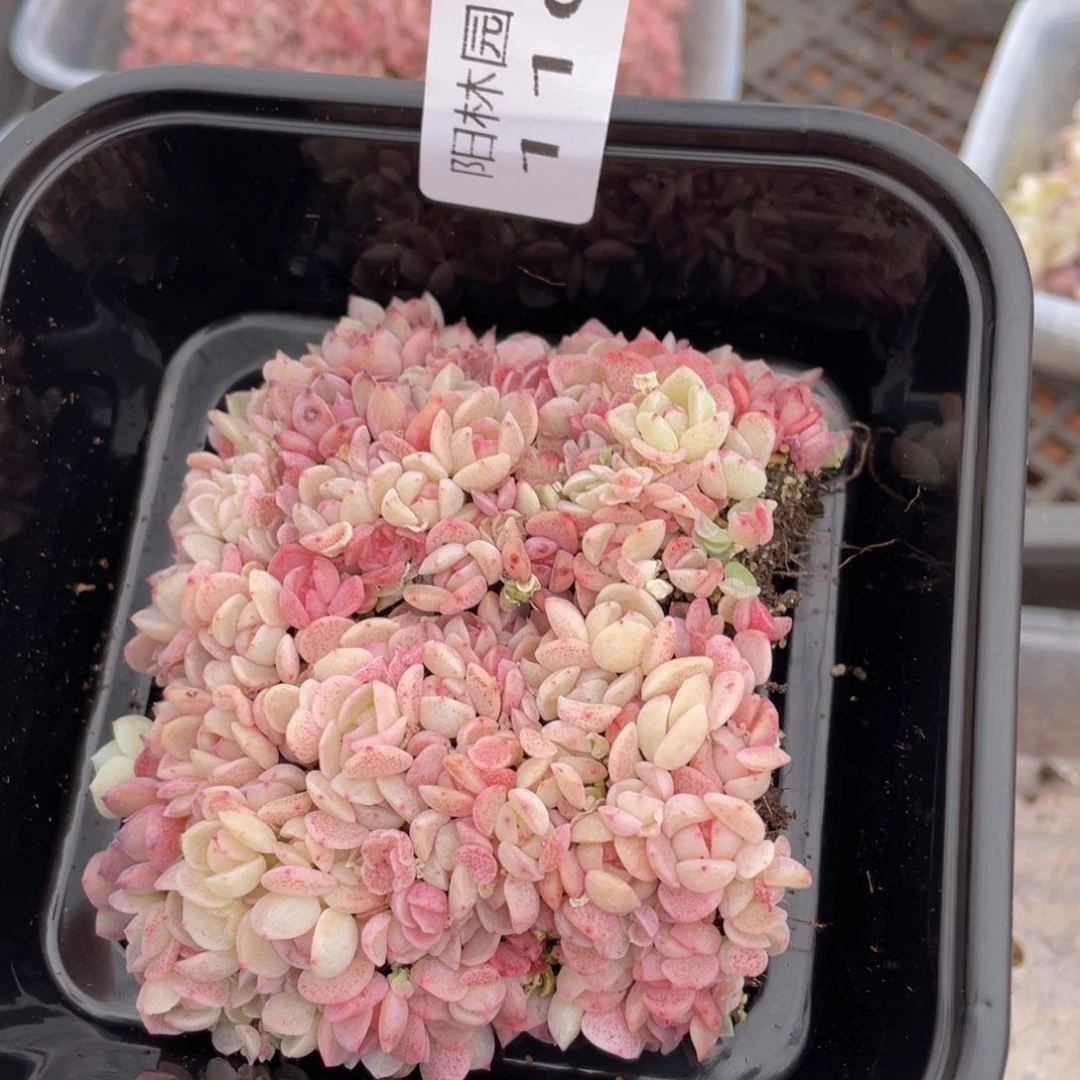 多肉植物多肉植物110