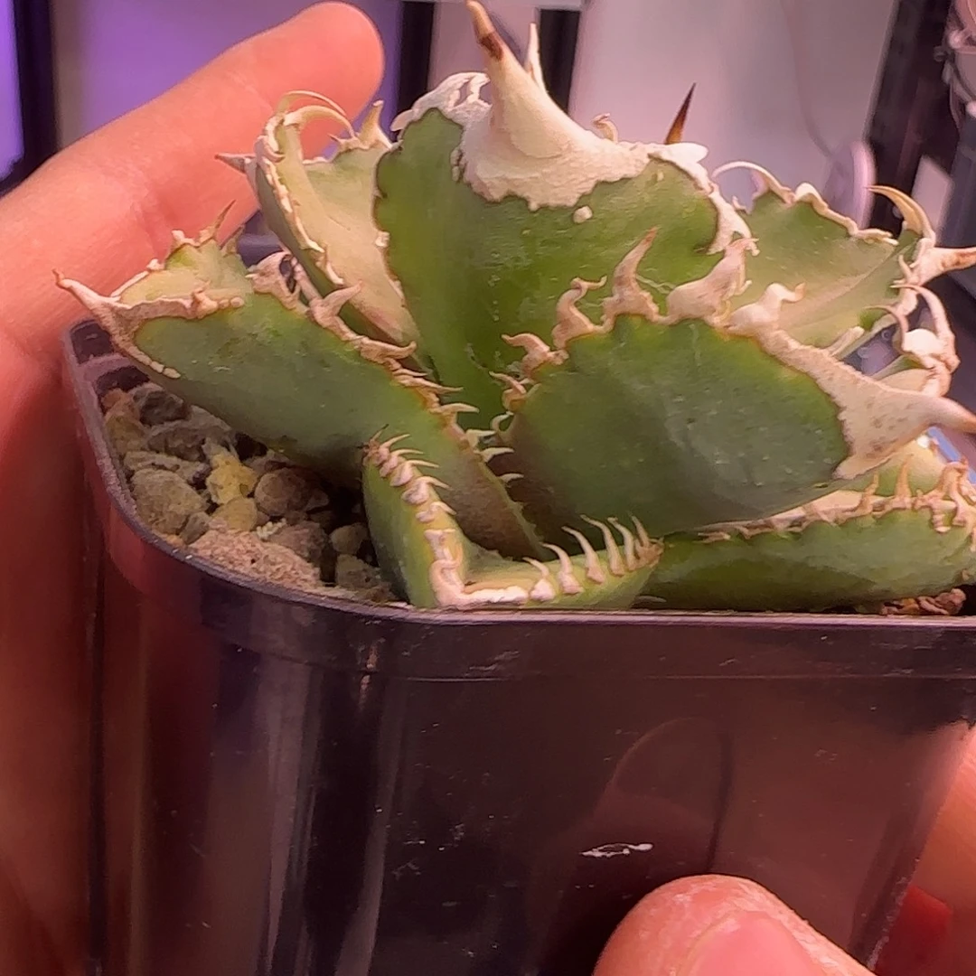 白豪刺龙舌兰1零下拍保温