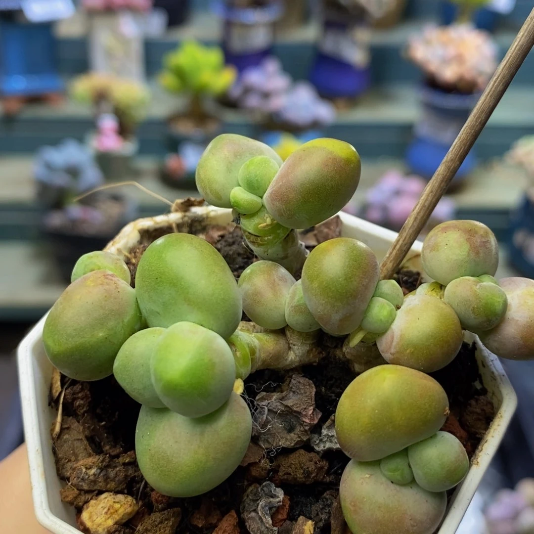 769 KK奶酪8 厘米