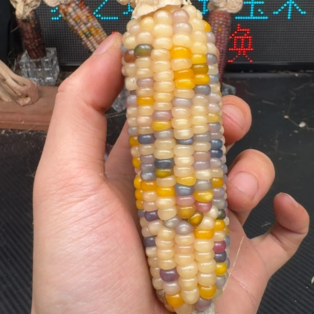 柏香籽/百香籽吊坠秋****e