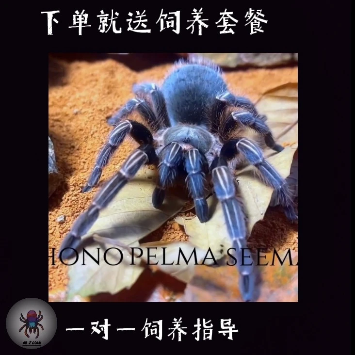哥斯达黎加斑马脚 活体蜘蛛 经典蓝灰色蜘蛛 新手入门