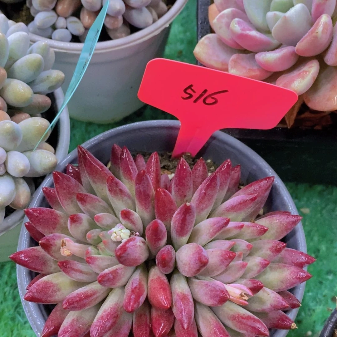 清货场，精品场一物一拍