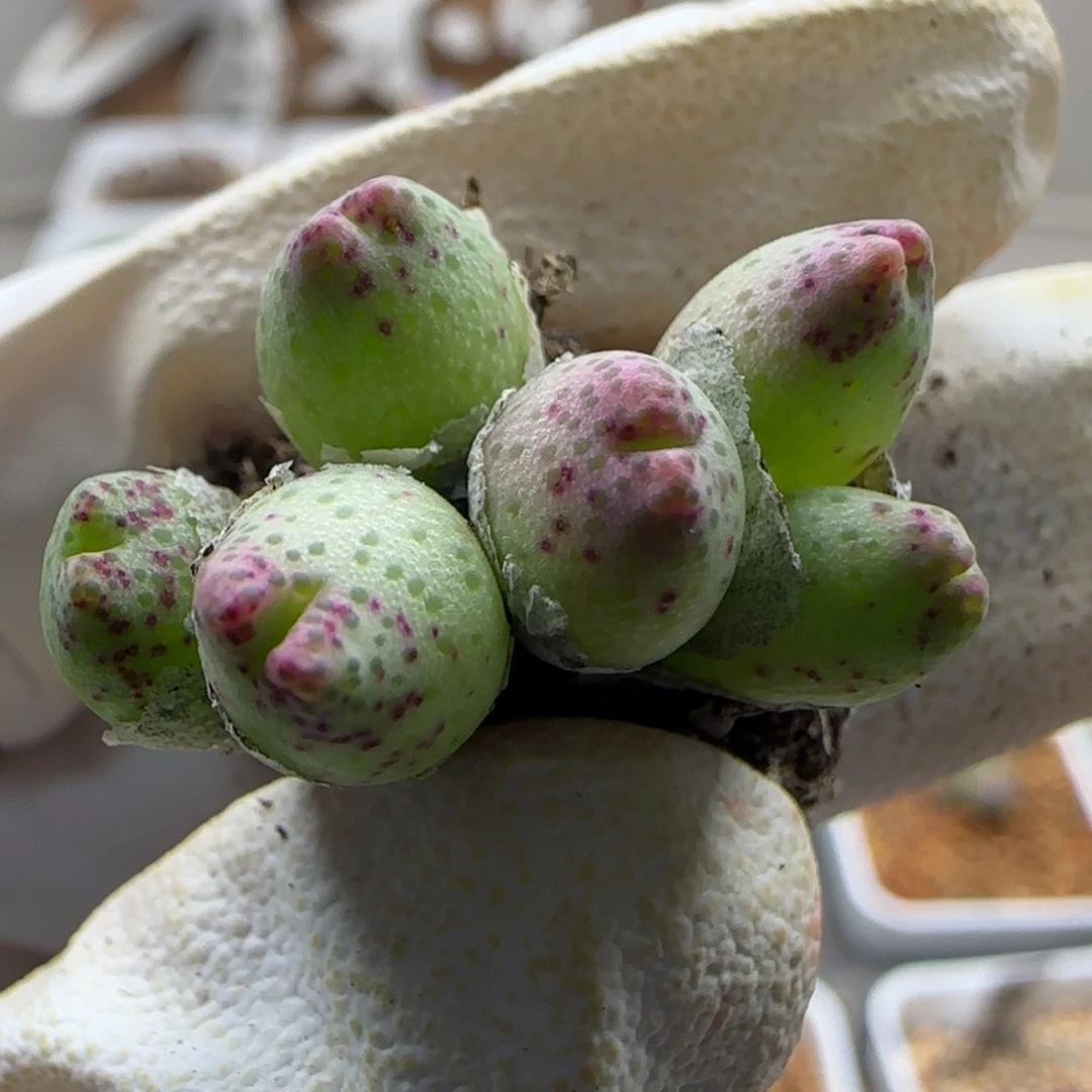 11-2-131当天满38包邮6头大肚子草莓斑马脱土