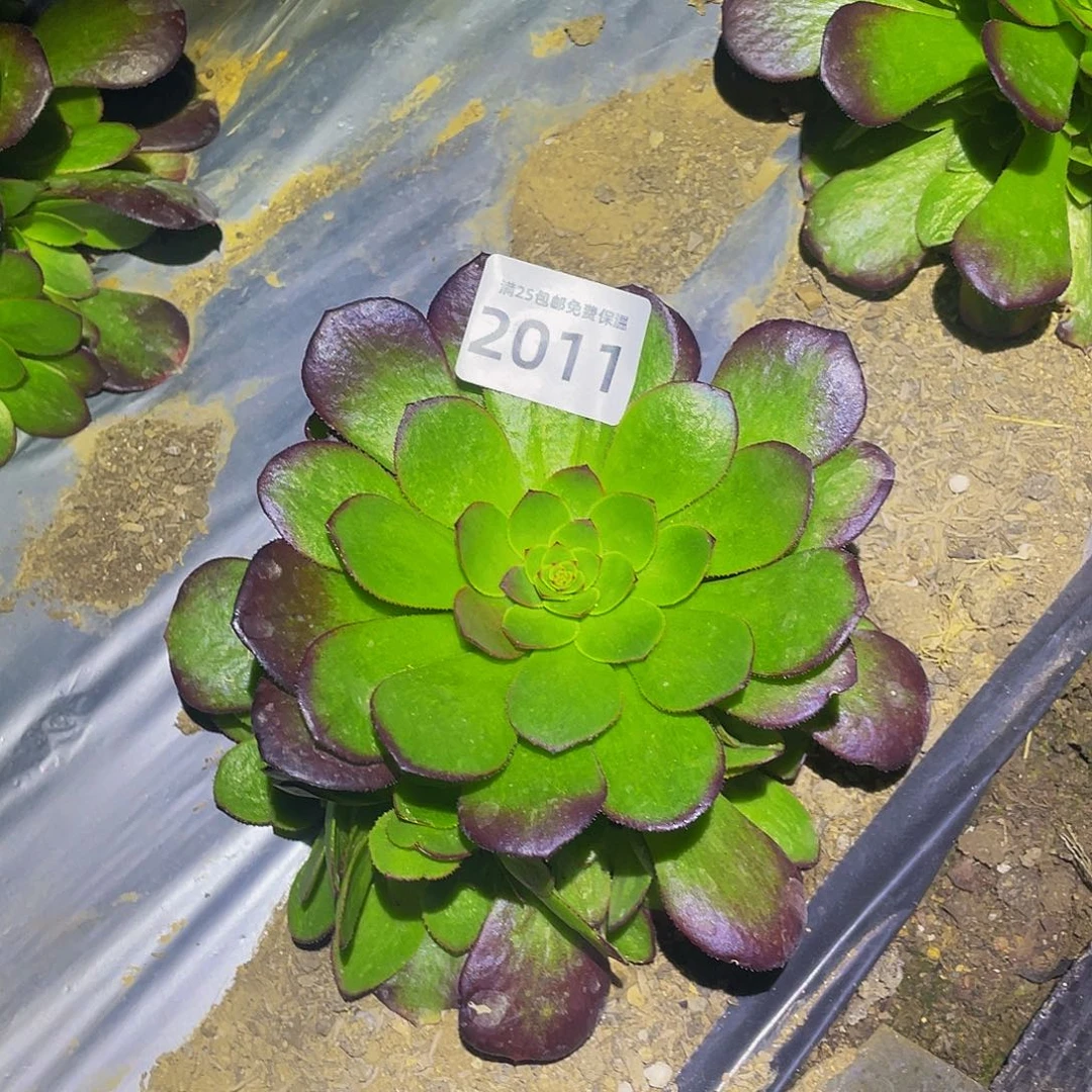 2011雨荷多肉植物