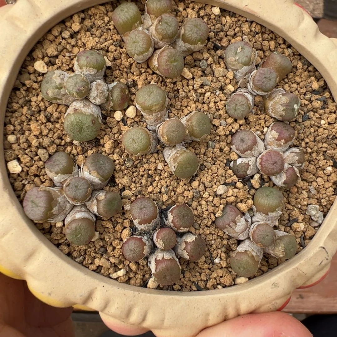 14-97量拍蜜枣铜壶一群