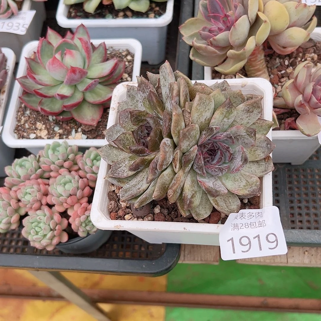 汪***溯多肉一物一拍植物1919