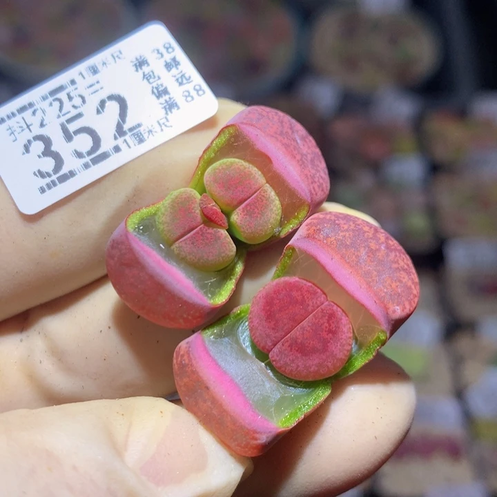 酒****?精品生石花225.352