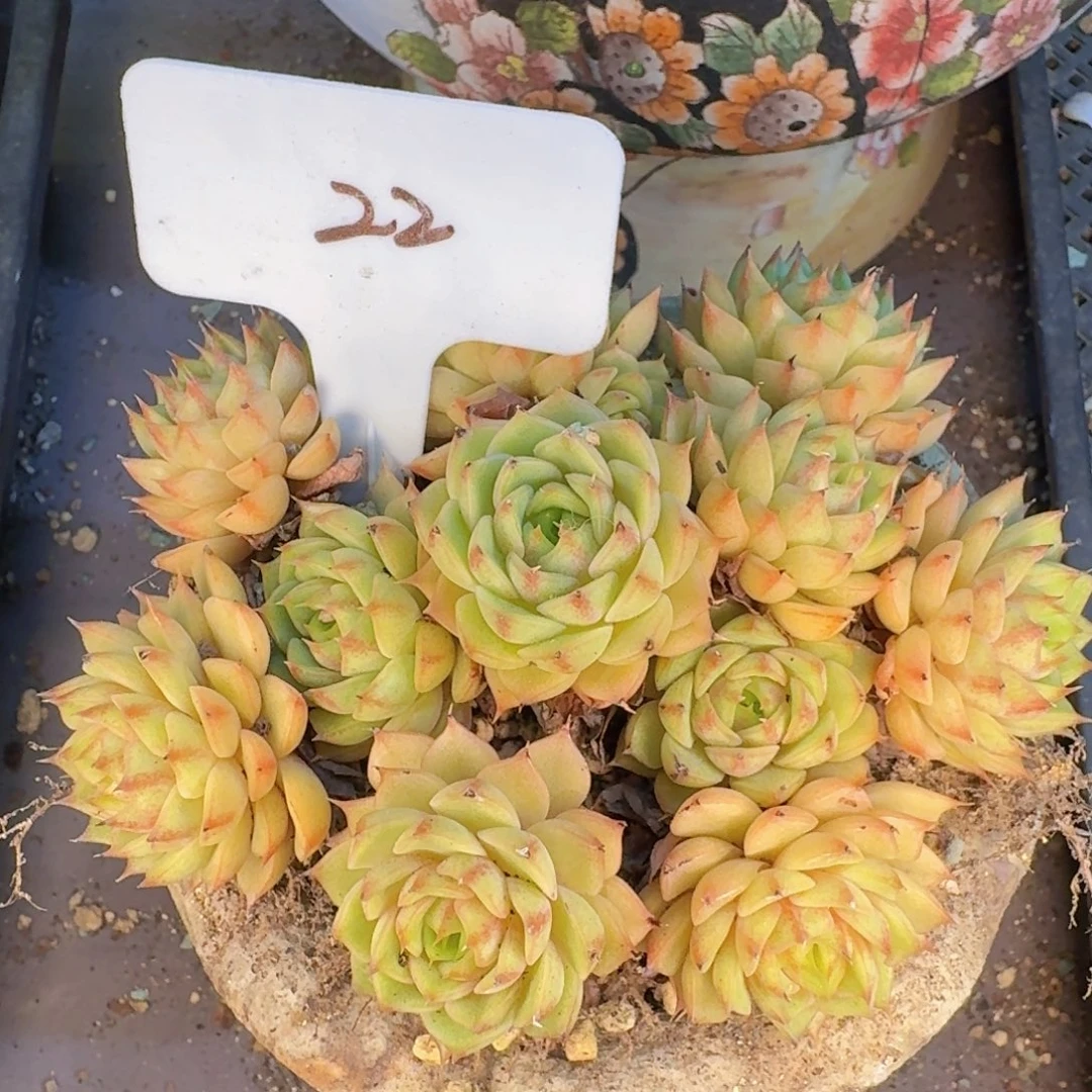 多肉植物的生长发育和生长