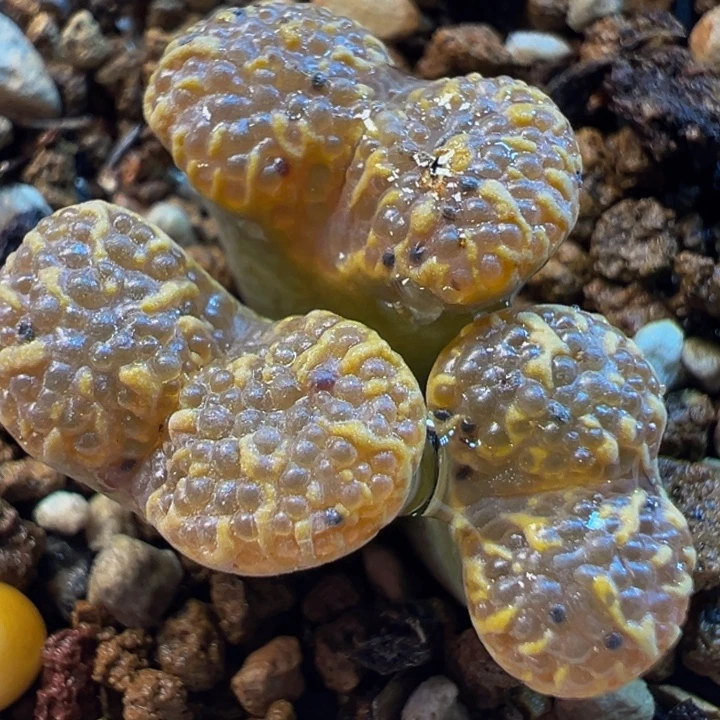 泡泡勋章多肉带盆植物