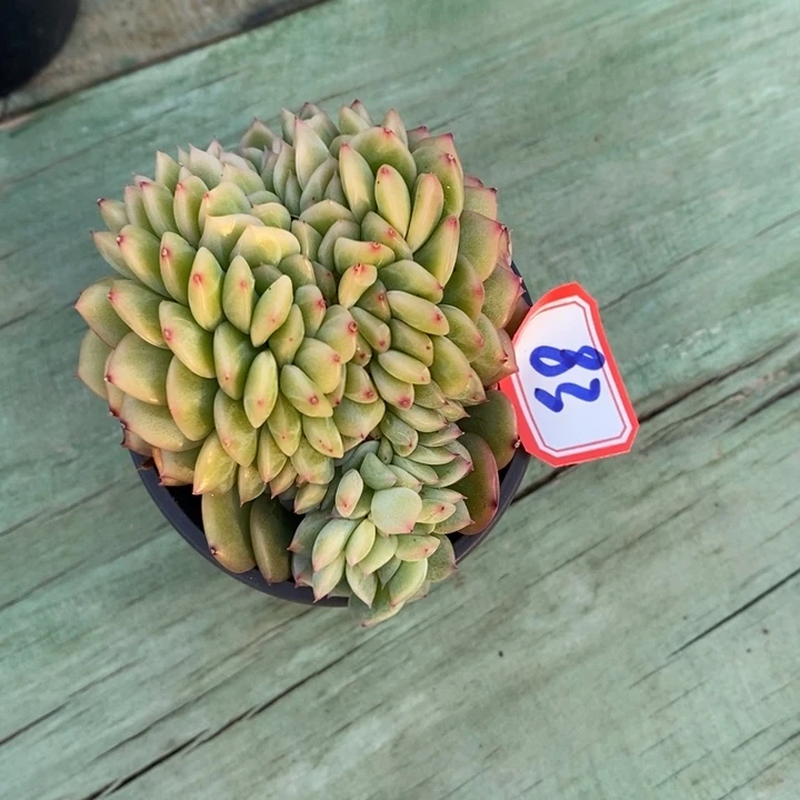 茼*一物一拍东云杂多肉83