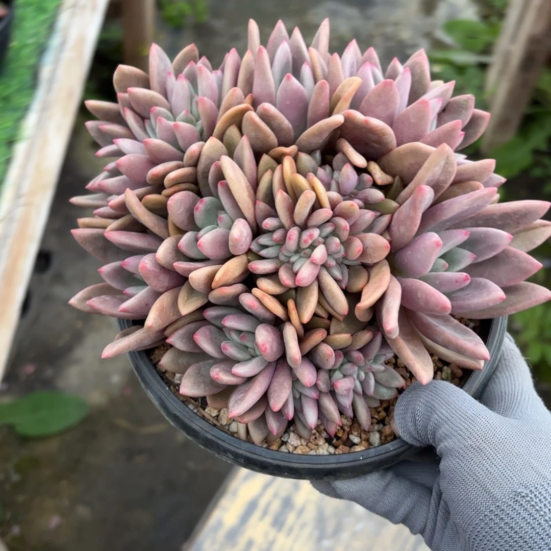 桃花源88888888888888