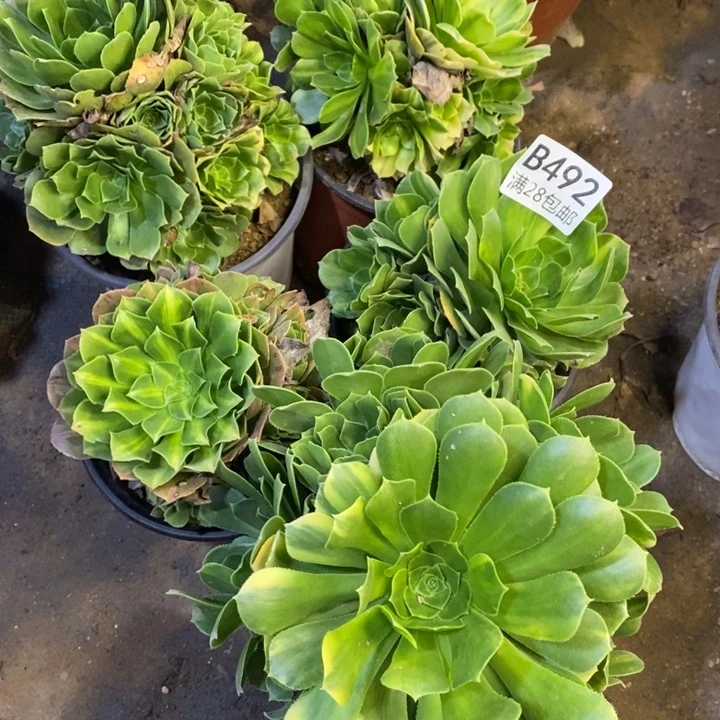 5盆多肉断头不包492
