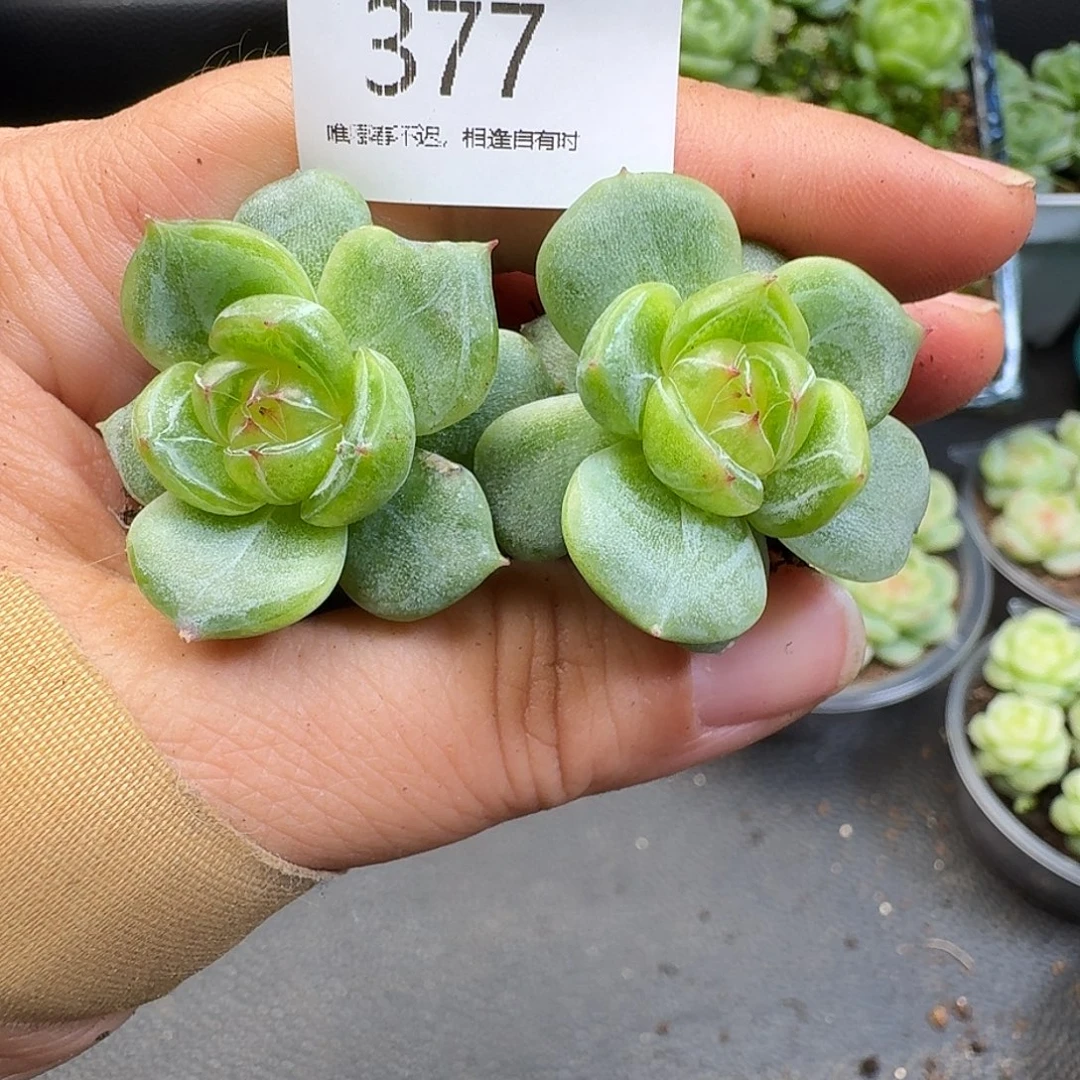 一物一拍一组905-377