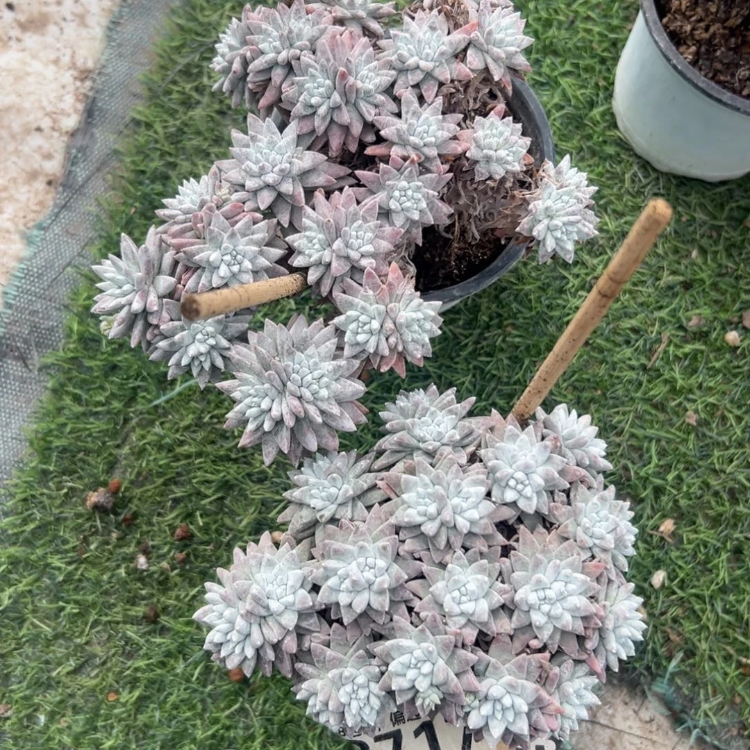 晨***️谢谢啊啊～一物一拍1415