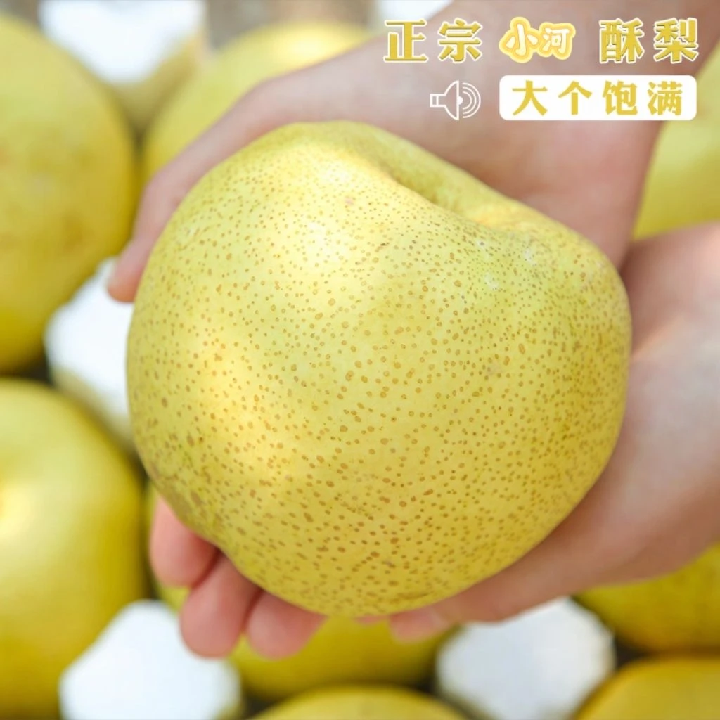 H陕西礼泉小河酥梨脆甜多汁单果210g-350gw