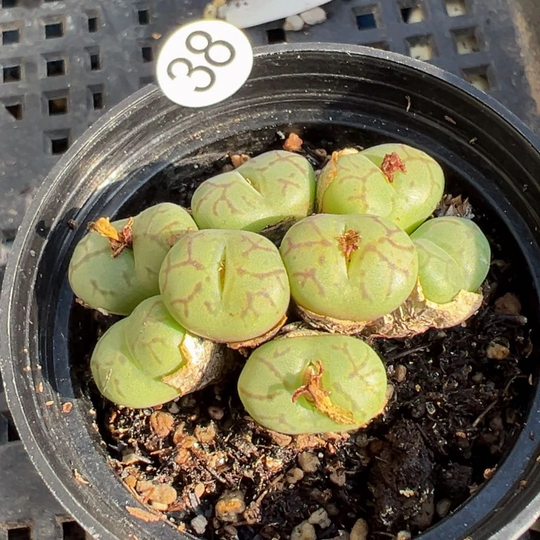 多肉植物11111111111111