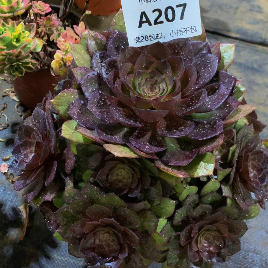 【闪购商品】207桃花石多肉
