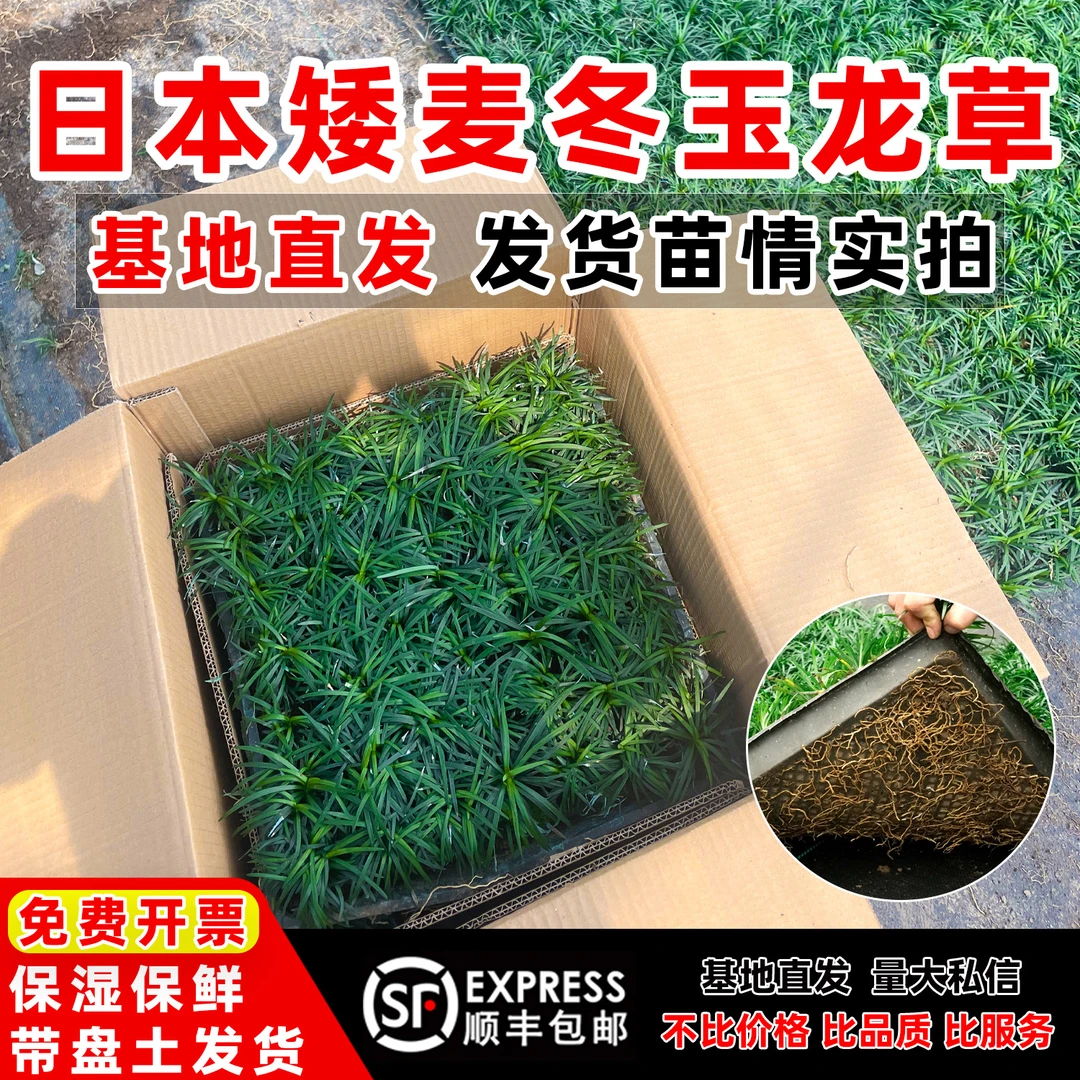 日本矮麦冬玉龙草精品方盘苗庭院绿化花园绿化耐寒地被植物