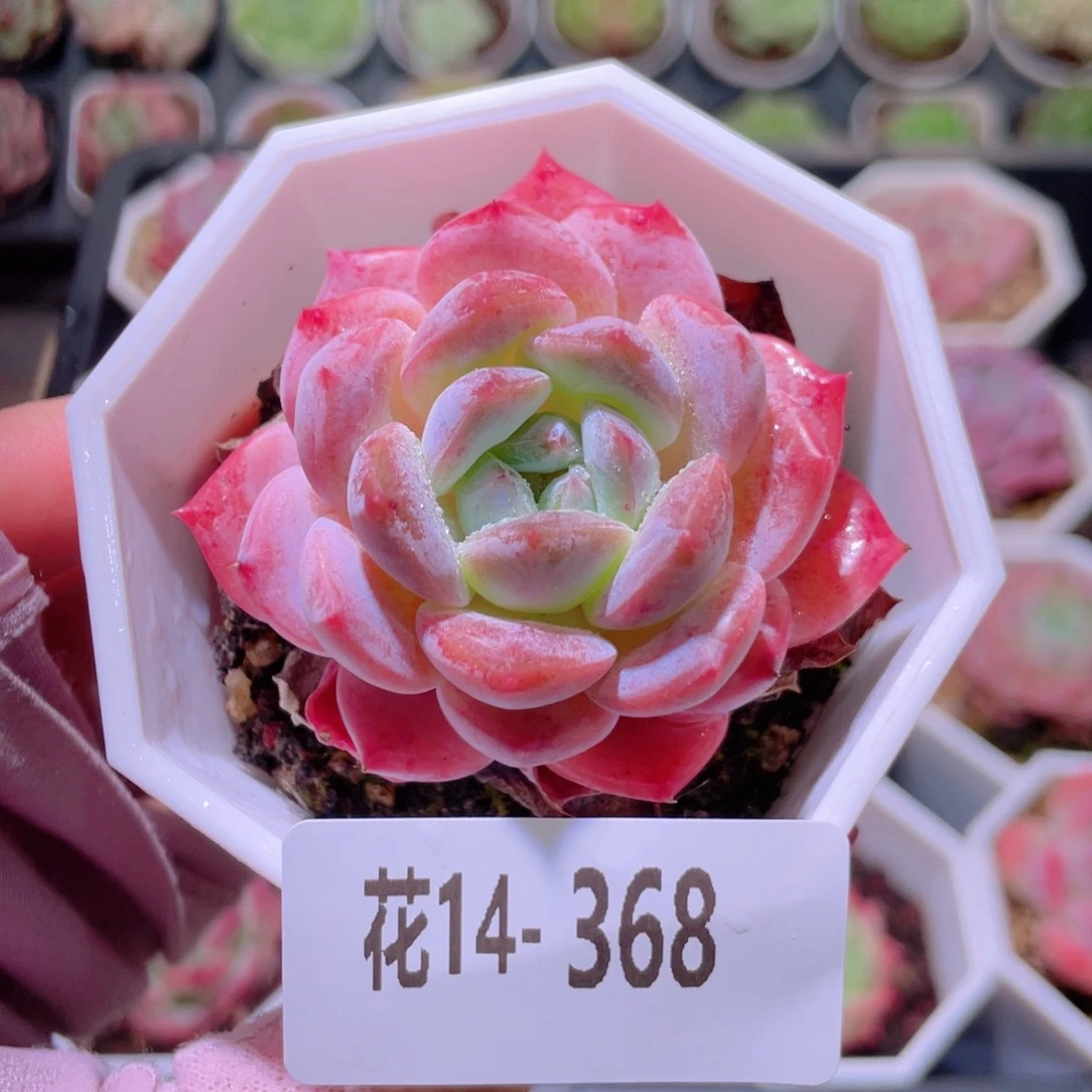 花利美14-368精选糖心