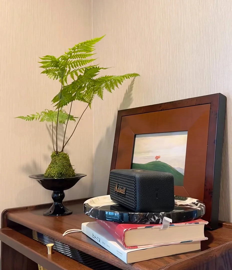 室内好养的金丝虹鳞蕨水培苔藓球绿植喜阴喜水