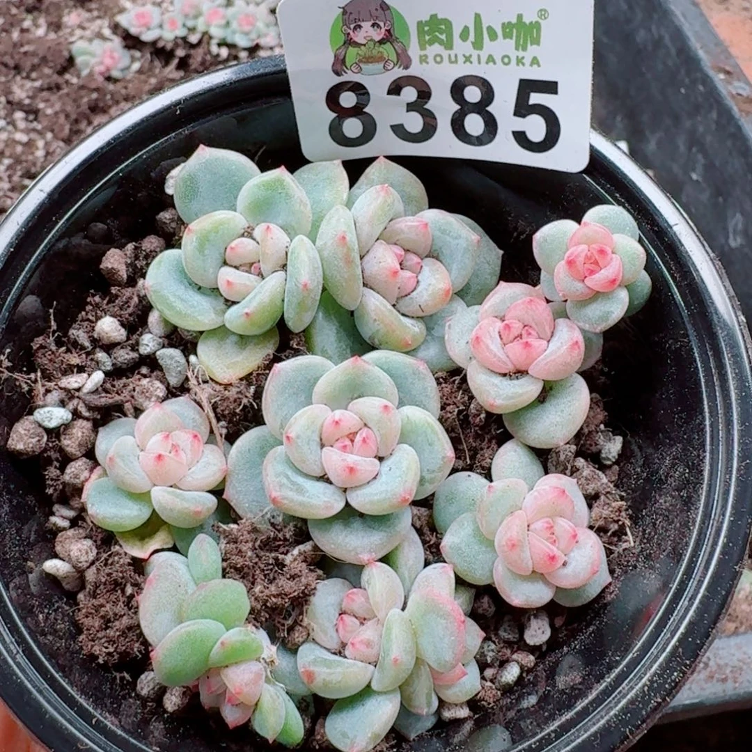 多肉植物多肉植物