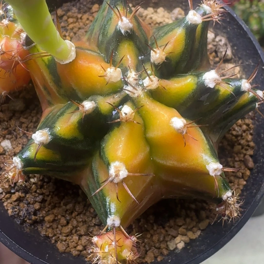 实生泰球米哈锦17号