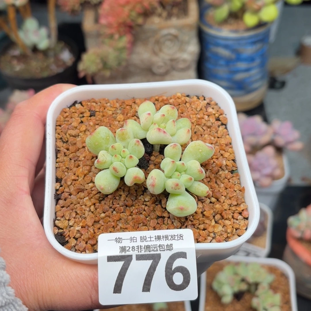 香草奶无盆土发货