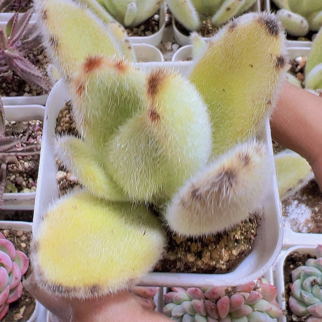 大耳朵兔19包邮多肉