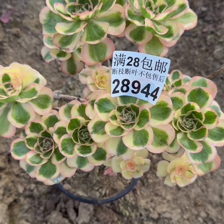 28944南燕子多肉植物