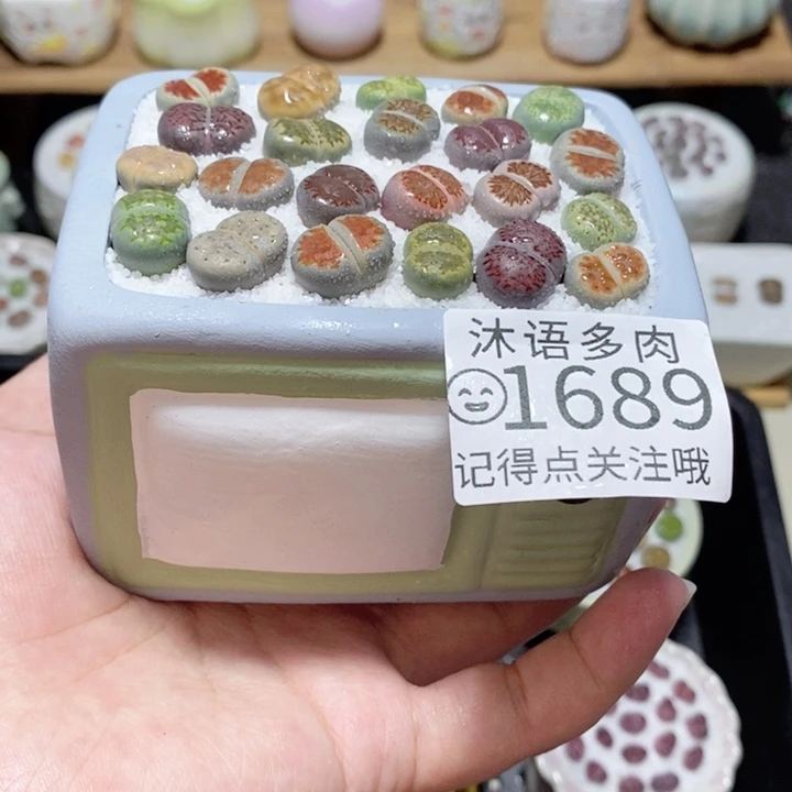 精美盆栽 一物一拍 1689