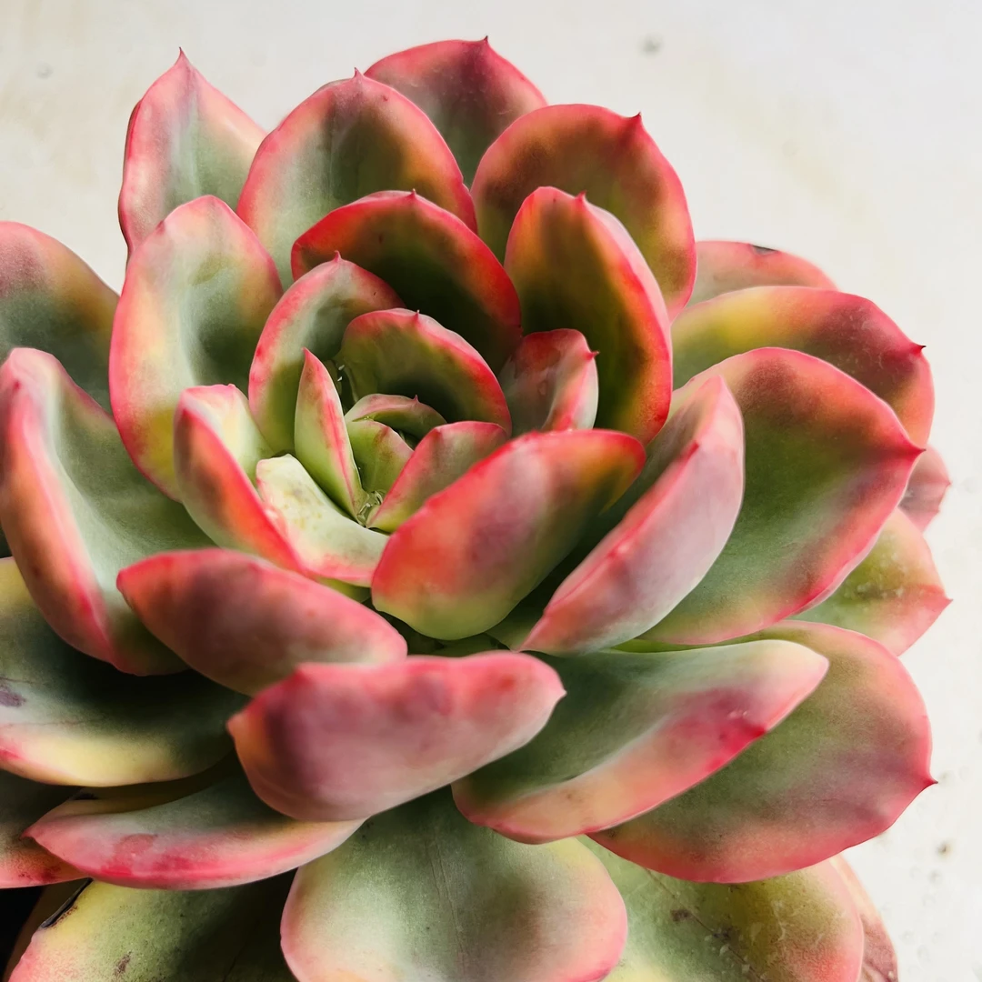 绮罗锦140#云大B2棚 梅子多肉 新手必备好看好养一单包邮