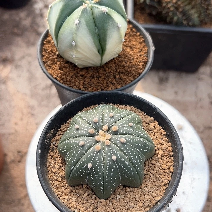 那个兜仙人球漂亮