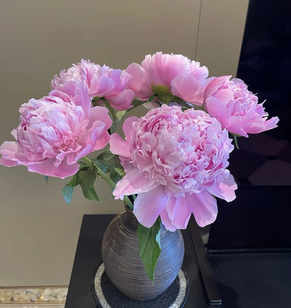 【重瓣蓝富士】菏泽芍药鲜切花水插花阳台客厅花卉牡丹花基地直发