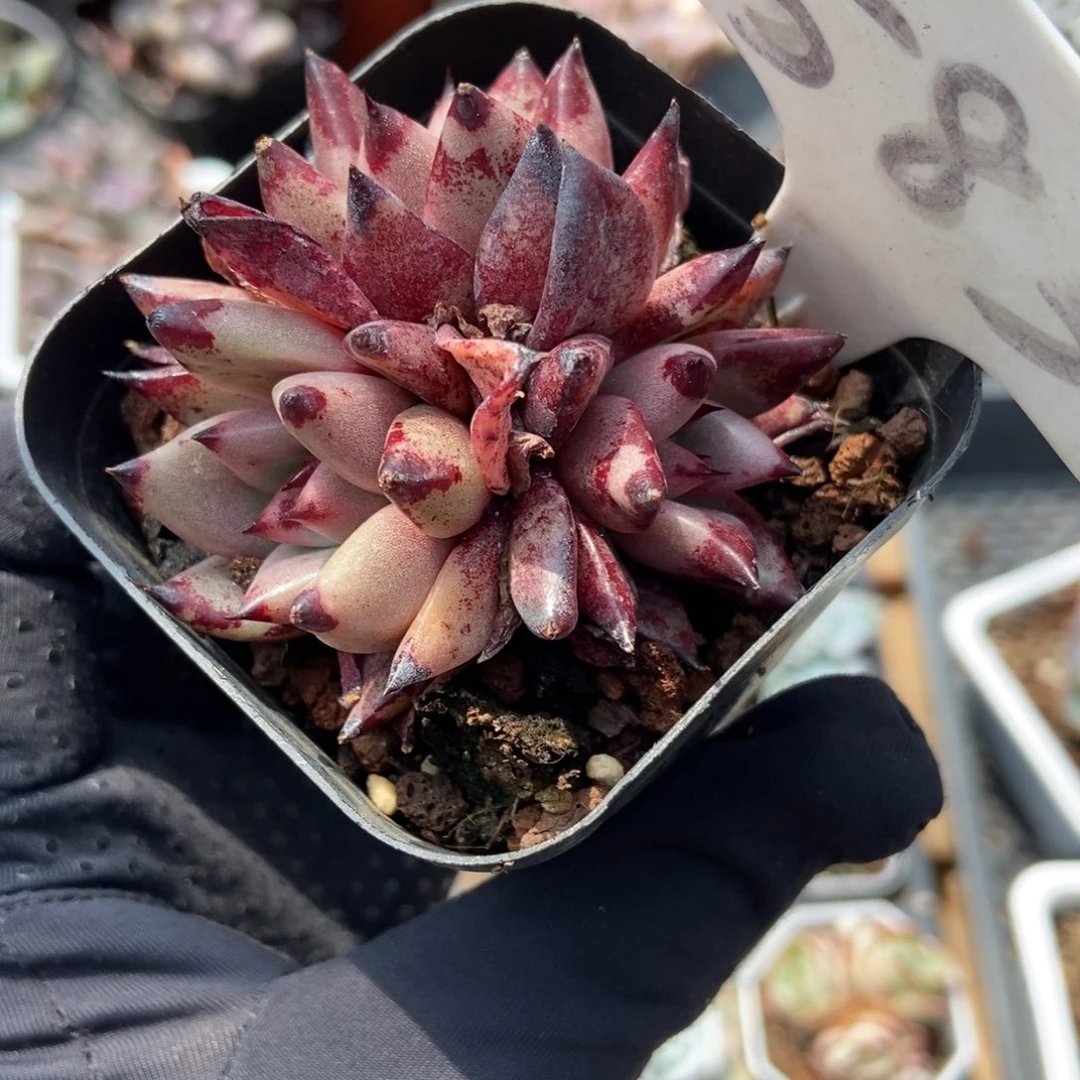 583多肉植物保护研究所