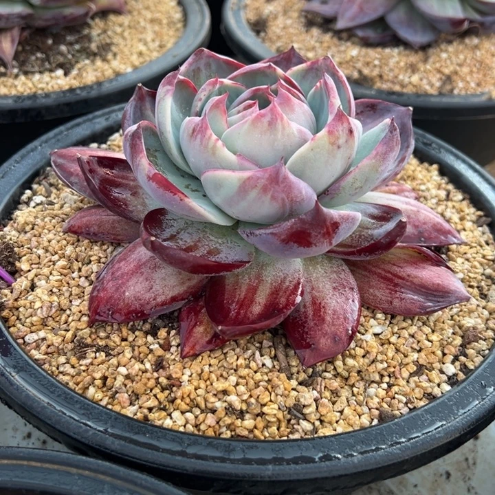 12惊鸿仙子 阿松多肉