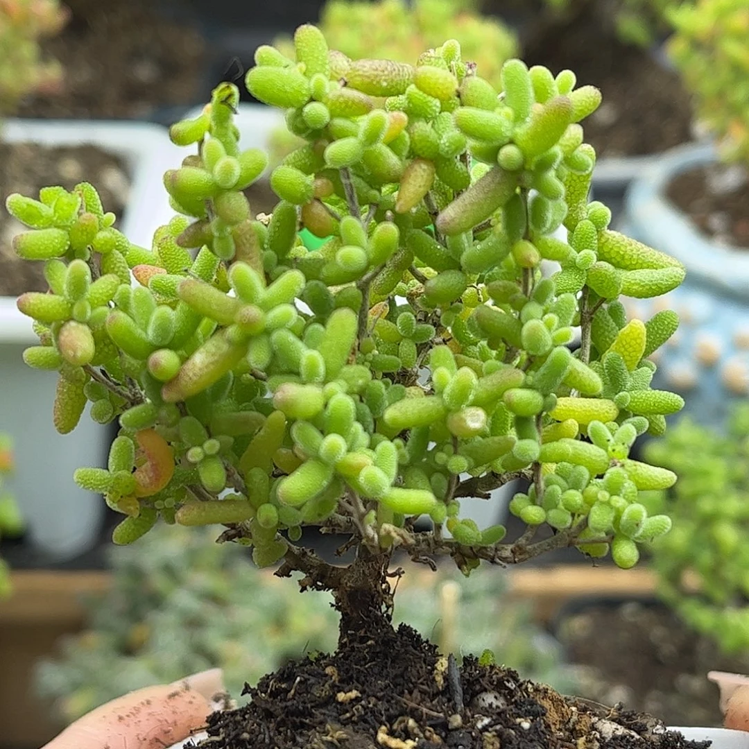 53蜜桔糖球优选枝干