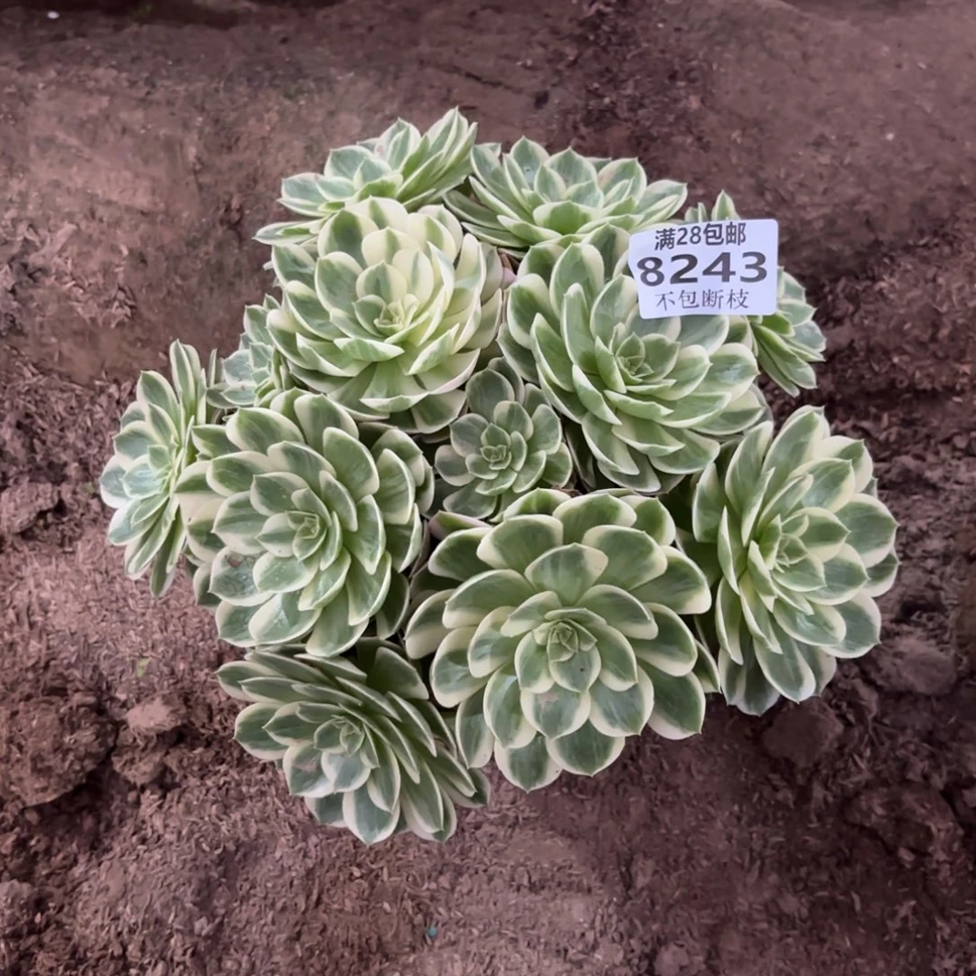 X 8243海王多肉1？bab