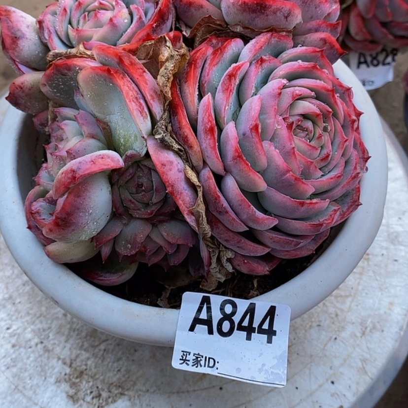 【闪购商品】张*张多肉植物