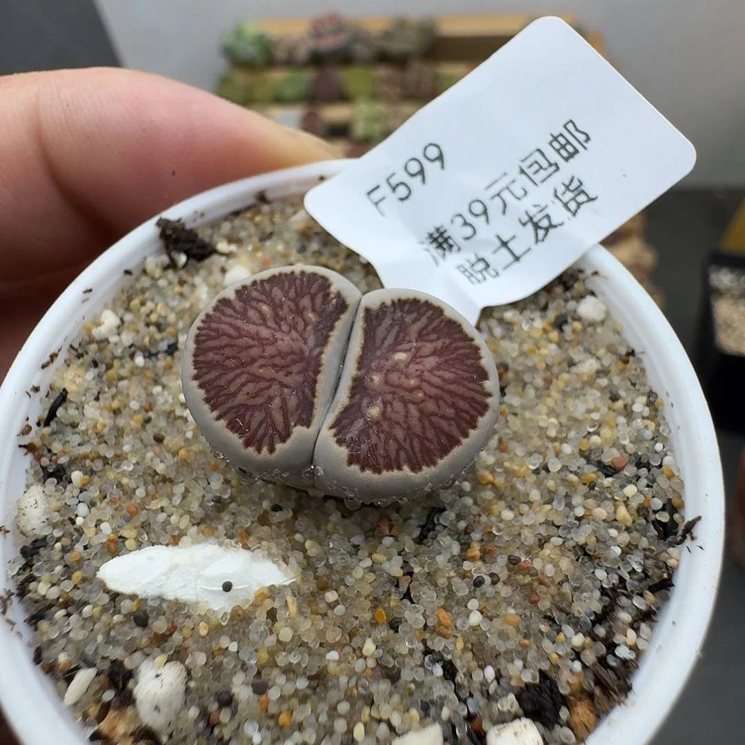 599多肉哈哈哈哈哈哈哈