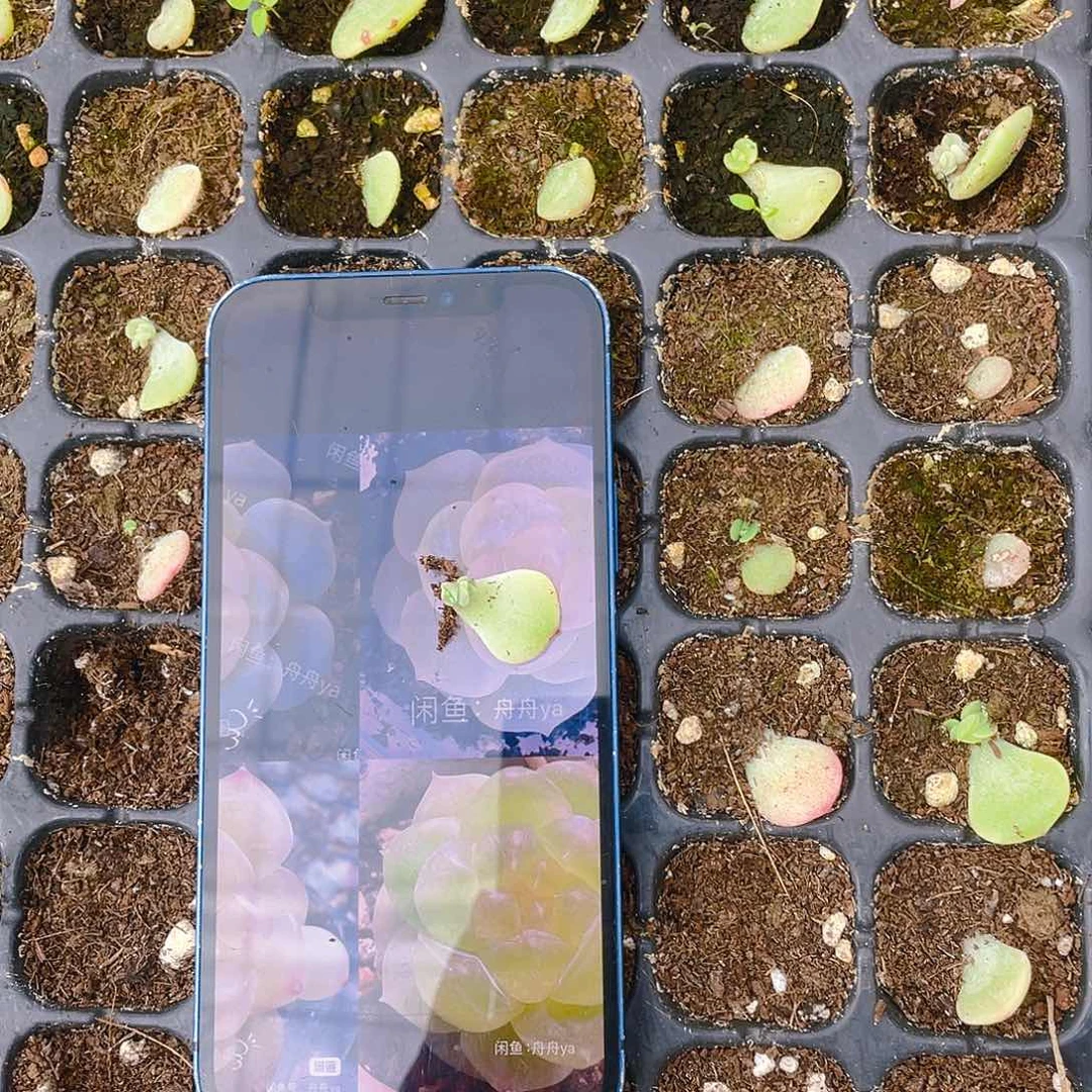 谪仙芝麻一个满25包邮
