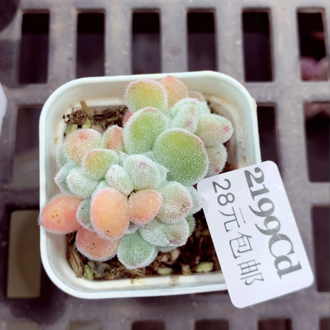 5厘米盆精控多肉2199