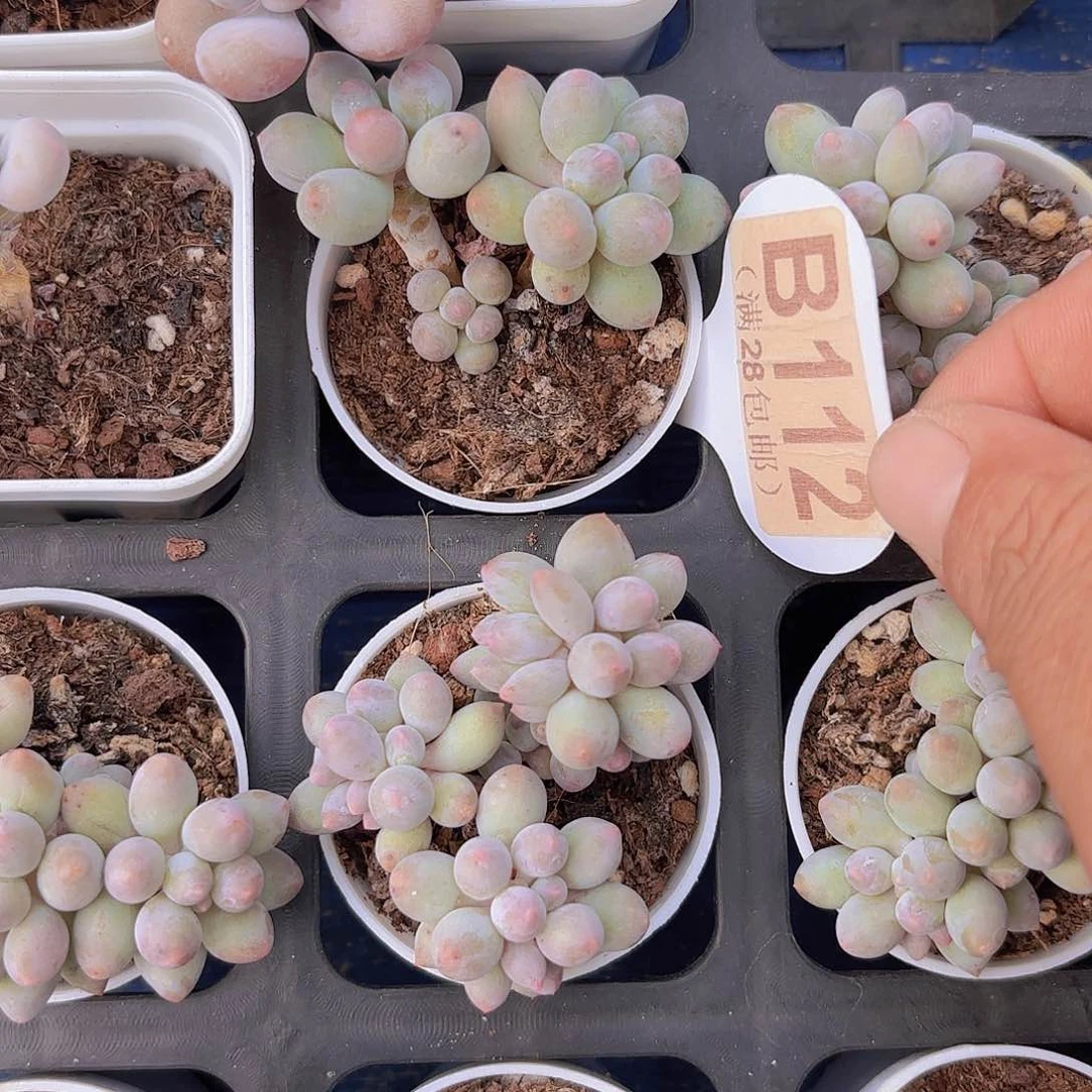 B112手指一物一拍