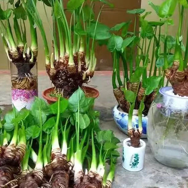 绿植图片大叶滴水观音观赏净化空气水培绿植