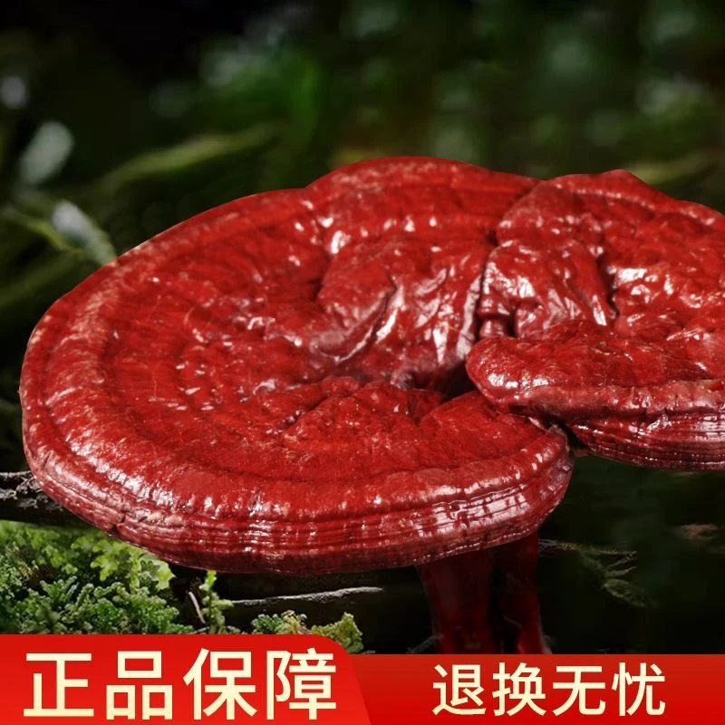 灵芝长白山新鲜采挖大朵赤灵芝无添加无硫熏原产地包邮